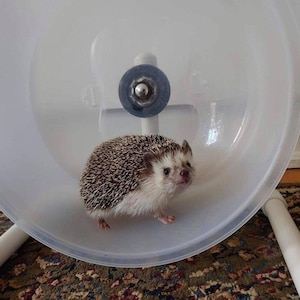 Può includere: Un piccolo riccio con aculei marroni e bianchi all'interno di una ruota da esercizio in plastica trasparente. La ruota è montata su un telaio bianco. Il riccio è all'interno della ruota.