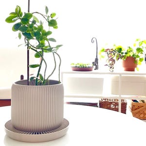 May include: A light beige, ribbed ceramic planter with a matching saucer holds a vibrant green plant with trailing stems. Other potted plants and decorative items are visible on a white shelf in the background, creating a bright, airy indoor scene.