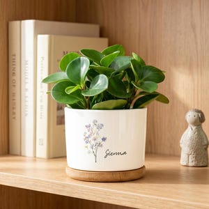Pode incluir: Uma planta em vaso com folhas verdes brilhantes num vaso de cerâmica branco decorado com um motivo floral e o nome "Sienna". O vaso assenta numa base de madeira. Livros e ornamentos no fundo.
