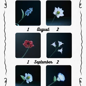 May include: A floral calendar featuring six different flower illustrations, each set against a black background. The months of July, August, and September are displayed, with two flower variations for each month. The calendar is framed with a decorative border.