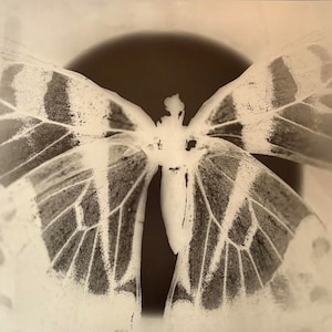 May include: A sepia-toned image of a butterfly with its wings spread. The butterfly's wings are detailed with dark and light patterns, creating a striking contrast. The background features a dark, circular shape, enhancing the butterfly's silhouette.