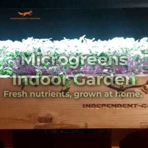Könnte beinhalten: Ein rechteckiger Pflanzkasten aus Holz mit einer dichten Ernte aus grünen und violetten Microgreens. Die Vorderseite des hellen Holzbehälters zeigt den eingravierten Text INDEPENDENT-CARVING. Das Bild enthält den Text Microgreens Indoor Garden.