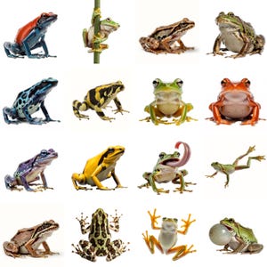 Puede incluir: Una colección de ranas coloridas en varias poses sobre un fondo blanco. Las ranas muestran una gama de colores, incluyendo azul, amarillo, verde y marrón, con diversos patrones y texturas. Algunas ranas están posadas, otras en pleno salto.