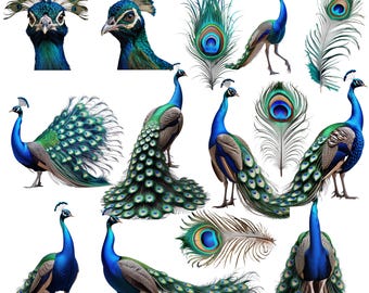 Peacock-png-bundel: realistische dierenillustraties. Inclusief transparante pauwenveren, levendig pauwenontwerp en vogel/veren-png's (300 dpi).
