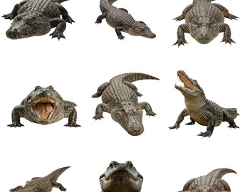 Realistic Crocodile PNG Bundle, Wildlife Clipart, Transparent Background, 300 DPI, Animal PNG for T Shirt, Sublimation
