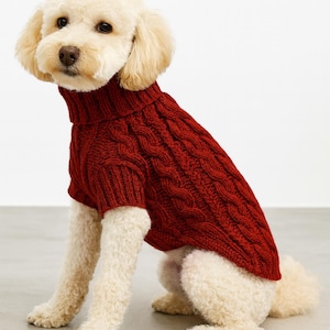 Peut inclure: Un petit chien crème portant un pull à col roulé en tricot torsadé. Le pull est de couleur rouge foncé et couvre le torse et le cou du chien. Le chien est assis et regarde devant lui.