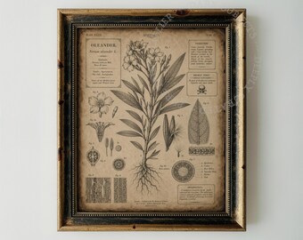 Earth Tones Botanical Engraving, Vintage Oleander Plant Chart Digital Download