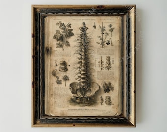 Ilustración anatómica antigua de la columna vertebral, grabado científico victoriano (descarga digital)