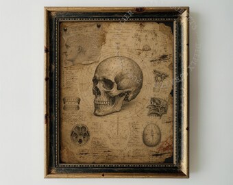 Anatomical Skull Drawing, Victorian Medical Sketch Wall Art (Digital Download)