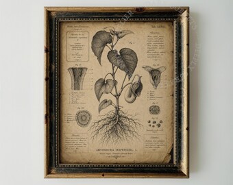 Sepia Tones Botanical Engraving, Antique Plant Illustration Digital Download
