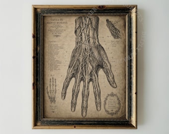 Ilustración anatómica de mano vintage, arte médico, imprimible, antiguo.