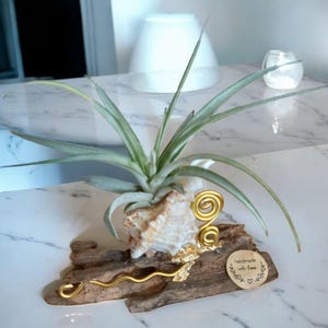 Könnte beinhalten: Eine dekorative Luftpflanzenanordnung mit einer Muschel und einem Treibholzsockel. Die Luftpflanze hat lange grüne Blätter. Die Muschel ist beige und das Treibholz ist braun. Goldfarbene Drahtakzente und ein kleines Holzschild "handmade with love" sind ebenfalls enthalten.