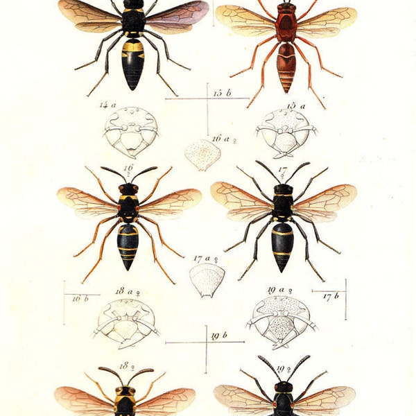 1875 Vintage  Lithograph American Wasps Montezumia, Monobia, Nortonia