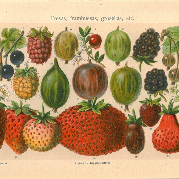 Vintage Kitchen Decor Print,  Berries  Strawberries, Blackberries, Blueberries, Fruits Color Lithograph, Home Dec