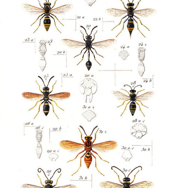 American Wasps 1875 Vintage Insects Print Labus, Odynerus, Pterochilus