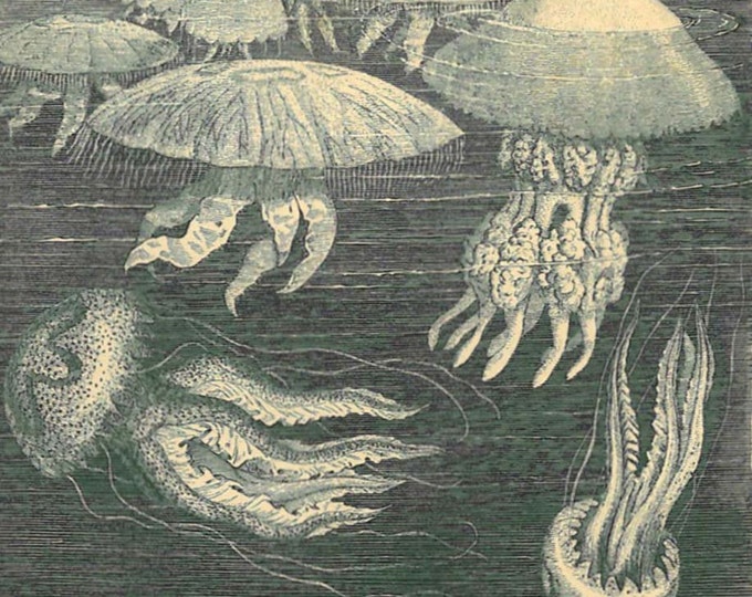 Jellyfish Antique Engraving Marine Life Print Etsy