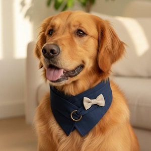 Pode incluir: Um cão Golden Retriever usando uma bandana azul marinho com uma gravata borboleta bege e um anel dourado. O cão está sentado e olhando para a câmera. O fundo está desfocado, com um sofá e uma planta visíveis.