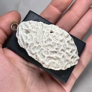 Fossile de corail cerveau unique sur socle en bois noir - Corail blanc naturel - Décoration maritime et objet de collection - 8-9 cm