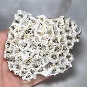 Könnte beinhalten: Ein Stück Naturkoralle mit einer strukturierten Oberfläche, die zahlreiche kleine, sternförmige Muster aufweist. Die Koralle ist überwiegend weiß mit Beige- und Brauntönen und hat eine unregelmäßige Form. Ein dekoratives Naturdekorationsstück.