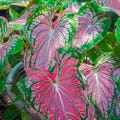 Caladium Elephant Ear Plant – Pink & Green Tropical Houseplant product logo