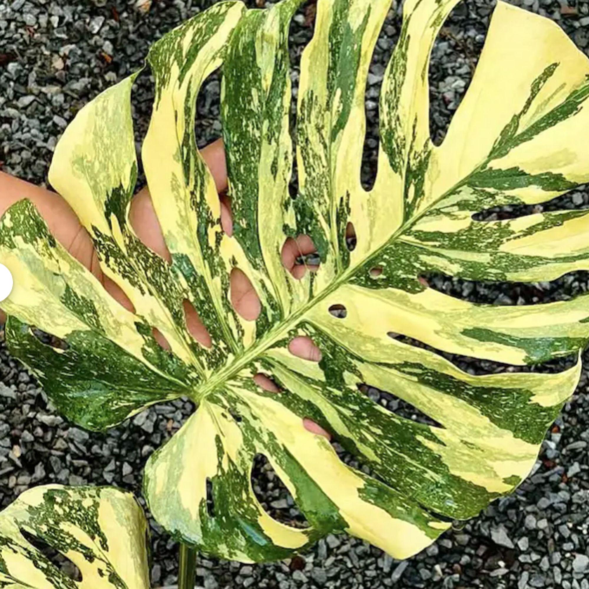 Monstera Crème Brulée - Etsy YO522Monstera Creme Bruleeモンステラ