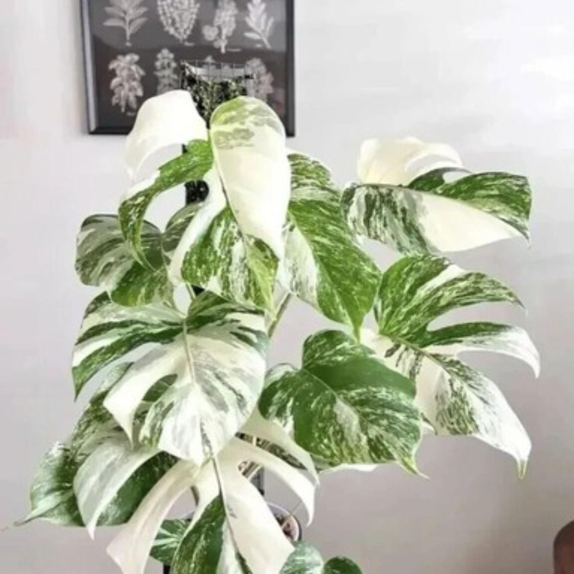 Monstera Albo Variegata White Tiger - Etsy Monstera Albo Variegata White Tiger - Etsy