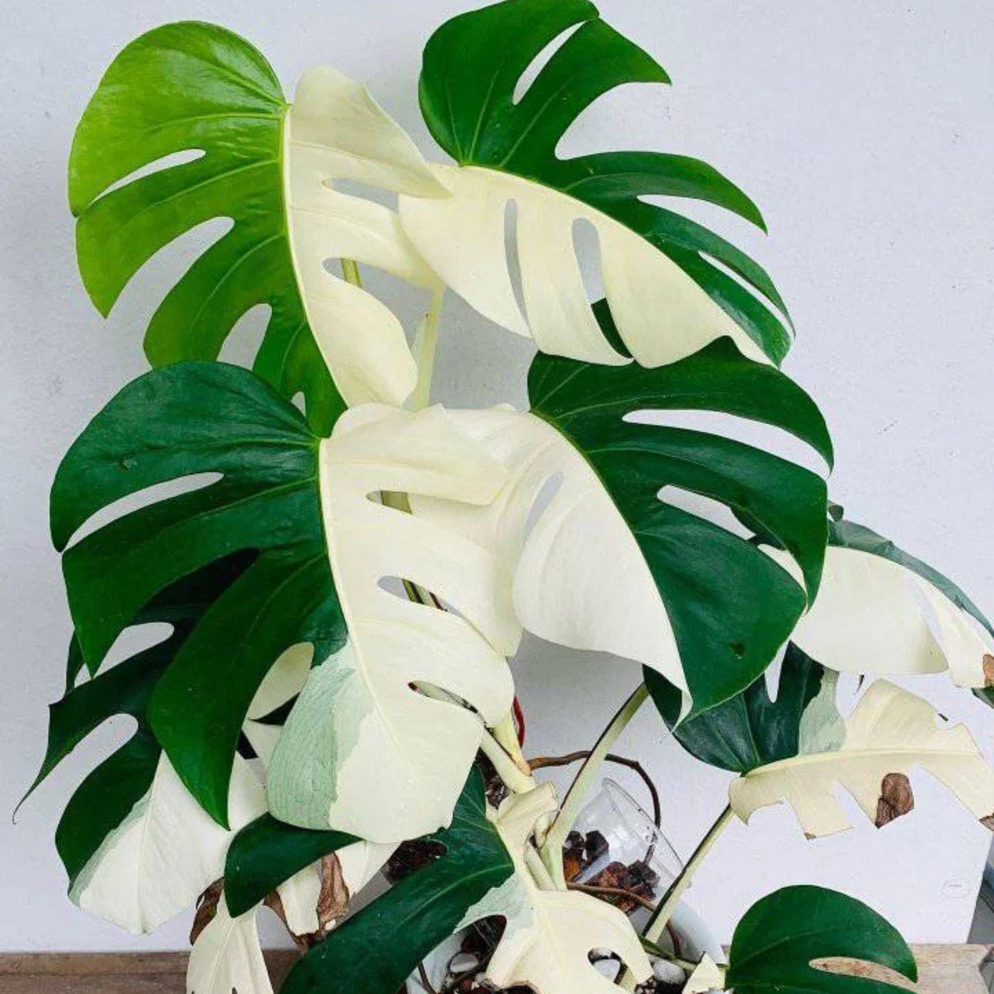 sansevieria pflegeanleitung Tipps zur Pflege deiner Pflanze : Sansevieria trifasciata Laurentii –  PflanzenFuerAlle main image 1
