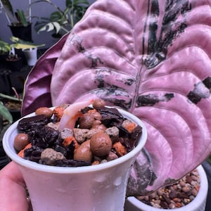 Alocasia cuprea pink - Etsy 日本