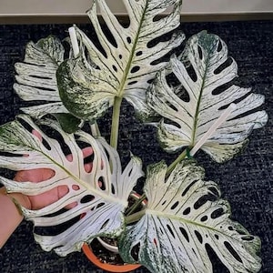 Monstera devil monster - Etsy 日本