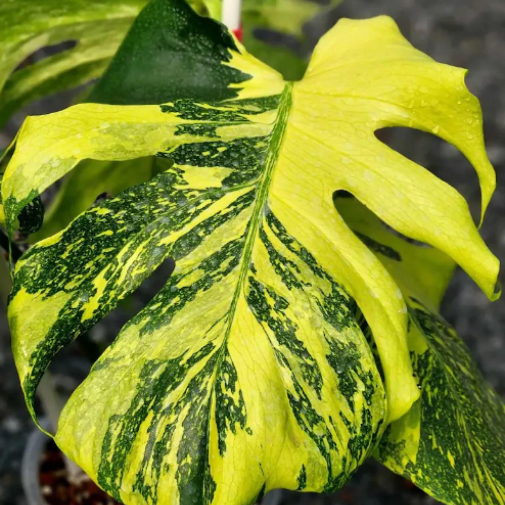 Monstera electro light - Etsy 日本