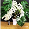 Monstera Borsigiana Albo Halfmoon Variegated Planting Rooted Nodes Cuttings product logo