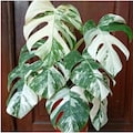 Monstera White Tiger – Rare Variegated Tropical Houseplant, Albo Variegata, Collector's Plant product logo