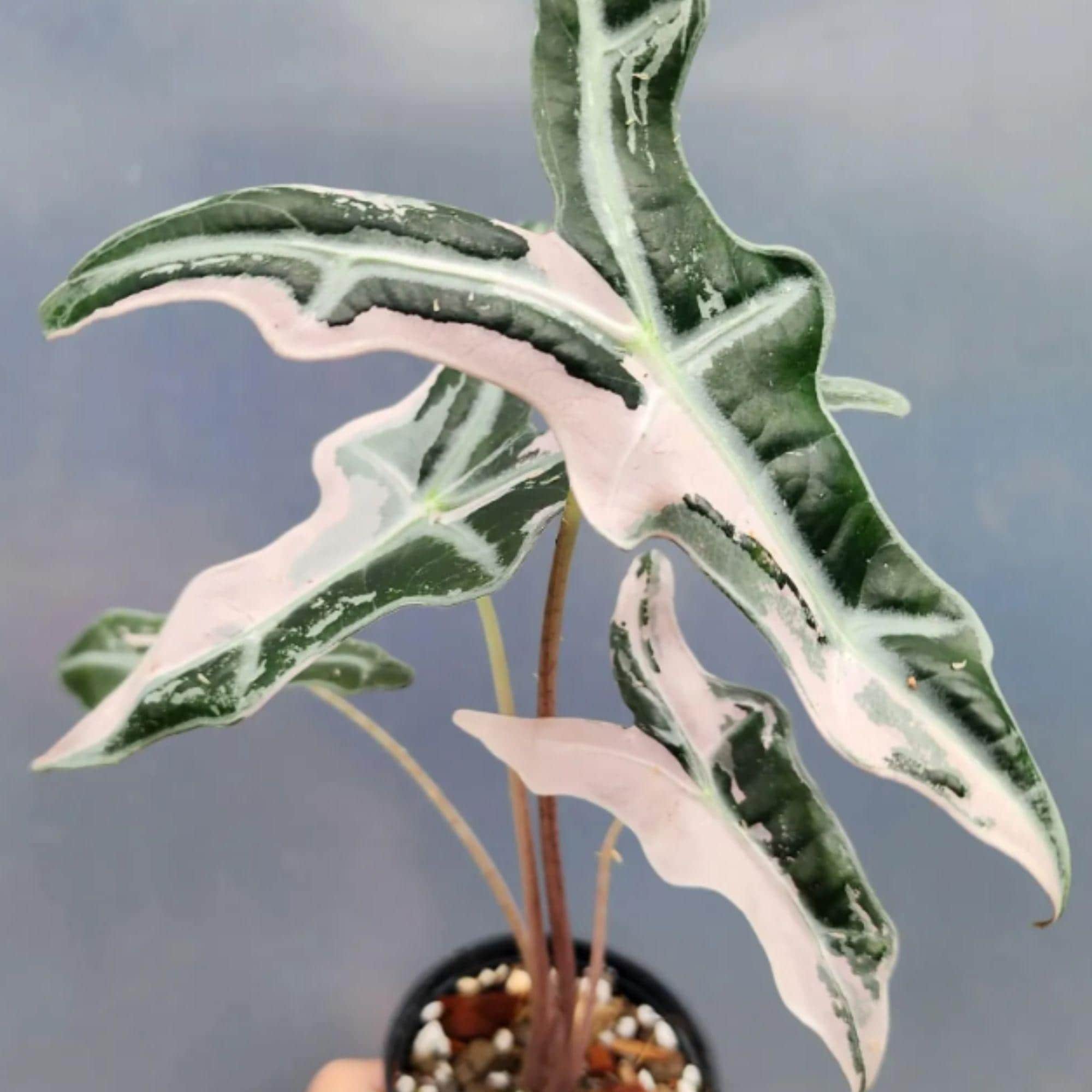 Alocasia nobilis pink variegated - Etsy 日本