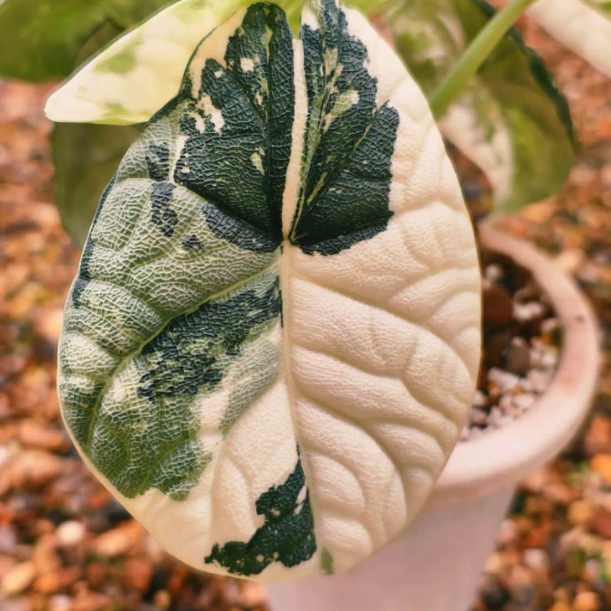 Variegated alocasia melo - Etsy 日本