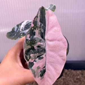 Alocasia chantrieri pink variegated - Etsy 日本