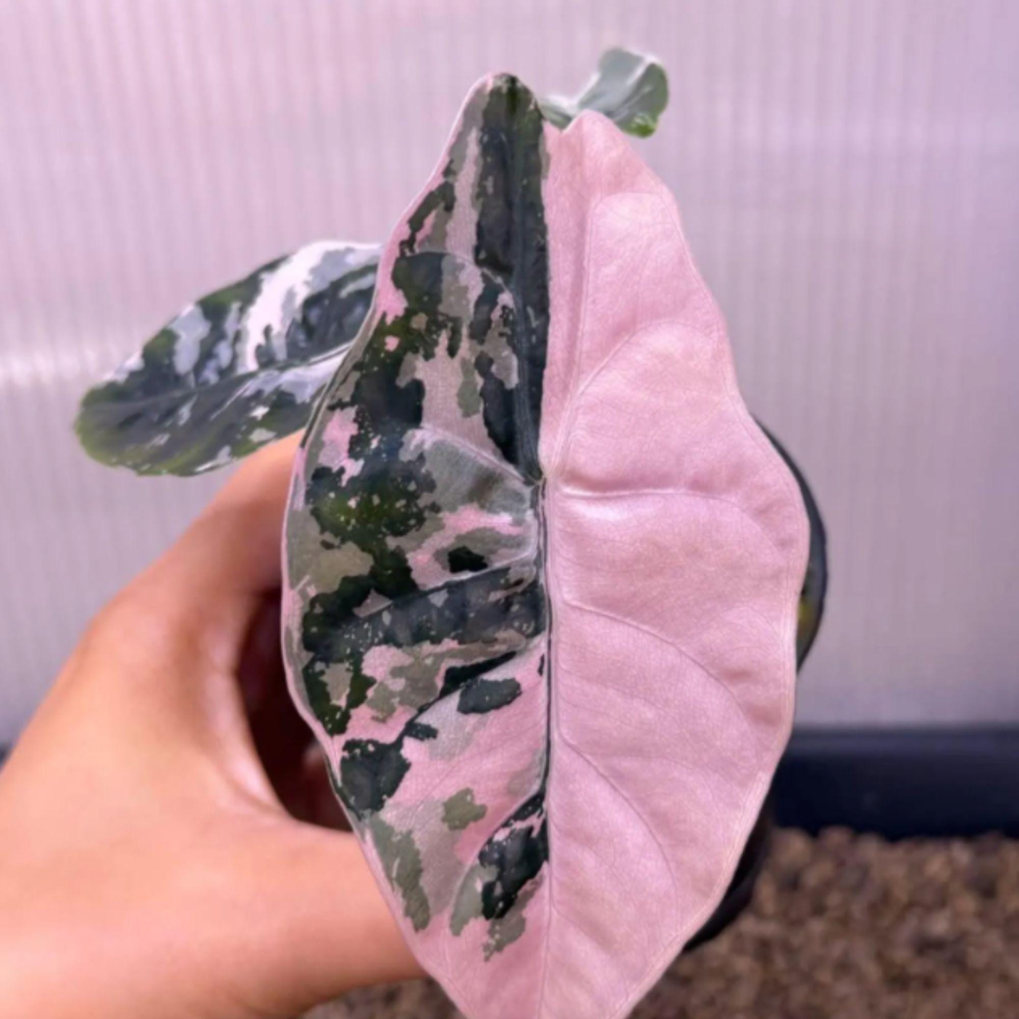 Alocasia chantrieri pink variegated - Etsy 日本