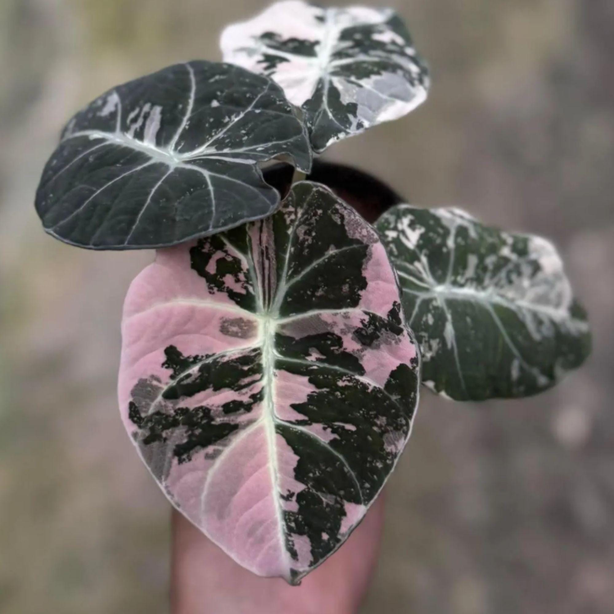 Alocasia black velvet pink variegated - Etsy 日本
