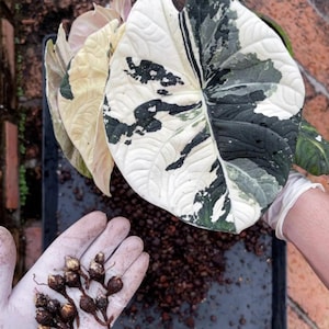 Variegated alocasia maharani - Etsy 日本