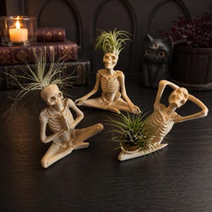 Könnte beinhalten: Drei cremeweiße Skelettfiguren in verschiedenen Yoga-Posen, bei denen der ausgehöhlte Schädel oder Rumpf als Pflanzgefäß für eine stachelige grüne Luftpflanze dient. Die Skelette befinden sich in sitzenden und liegenden Positionen auf einer dunklen Fläche.