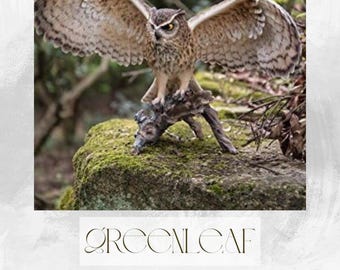 Large Barn Owl Statue | Polyresin Indoor Outdoor Garden Decor