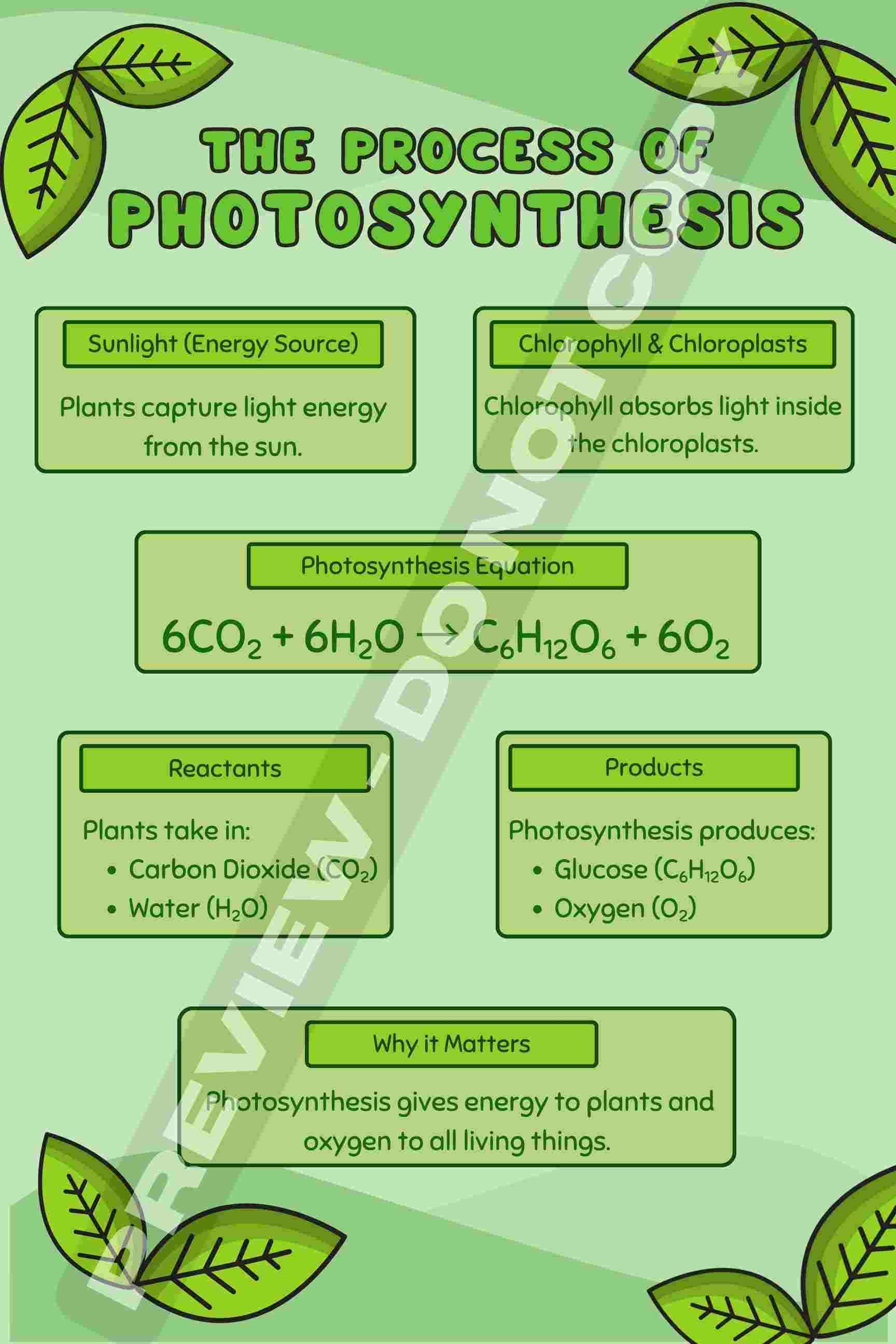 The Process of Photosynthesis Poster Biology Classroom Anchor Chart