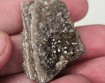 Glänzendes versteinertes Holz