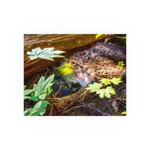 May include: A natural scene featuring a small stream flowing through a forest. Green leaves and fallen logs frame the water, with sunlight reflecting on the surface. The water is clear, and the stream bed is visible.