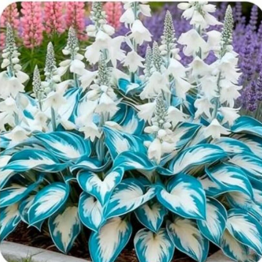 Variegated Hosta Seeds, Turquoise Blue White Foliage, Shade Perennial ...