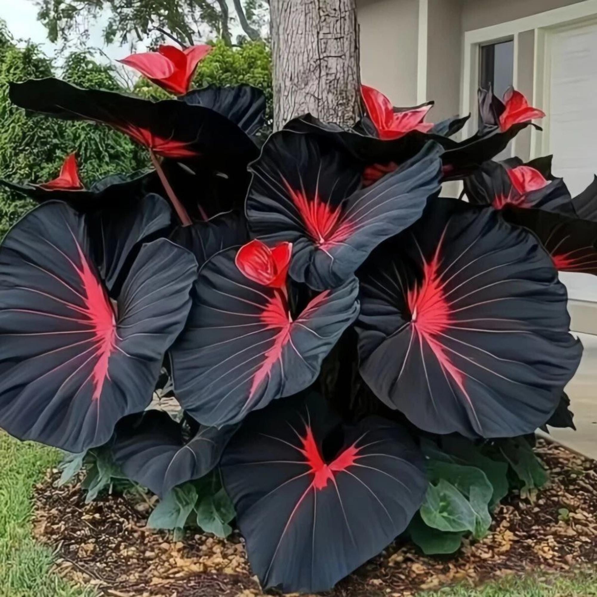Red Zz Plant - Etsy