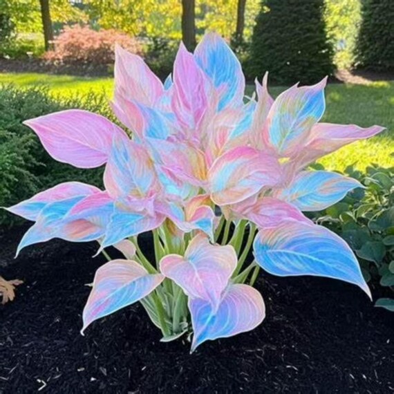 Pink Calathea Style Hosta Seeds, Perennial Ornamental Plant