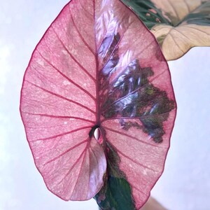 Alocasia serendipity variegated - Etsy 日本