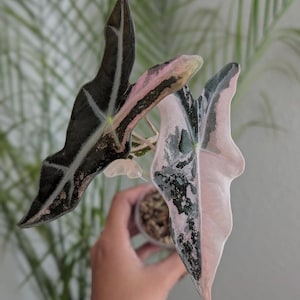 Alocasia nobilis pink variegated - Etsy 日本