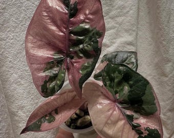 アロカシア・ノビリス ピンク斑入り 希少球根 屋内・屋外ガーデニング