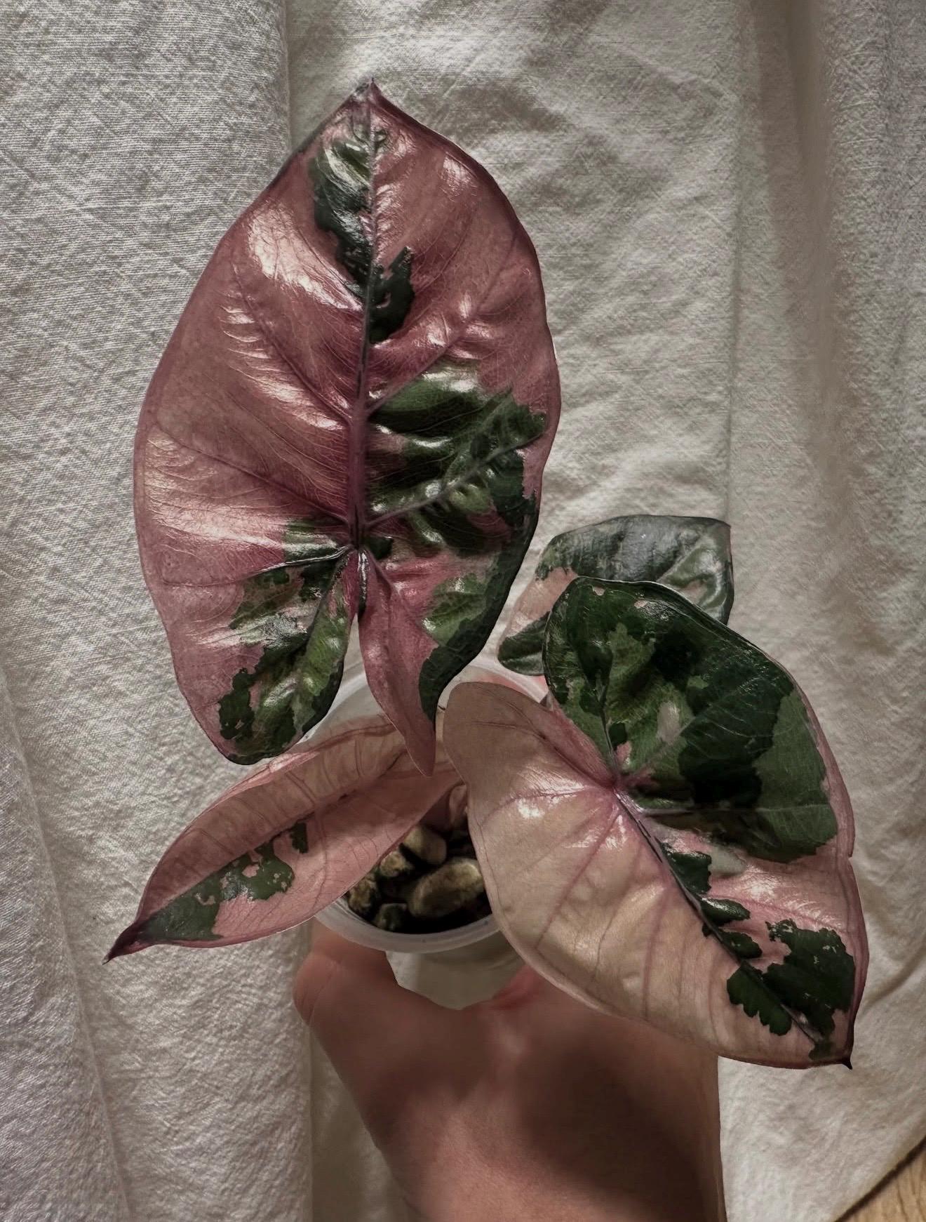 Variegated Alocasia Yucatan Princess - Etsy